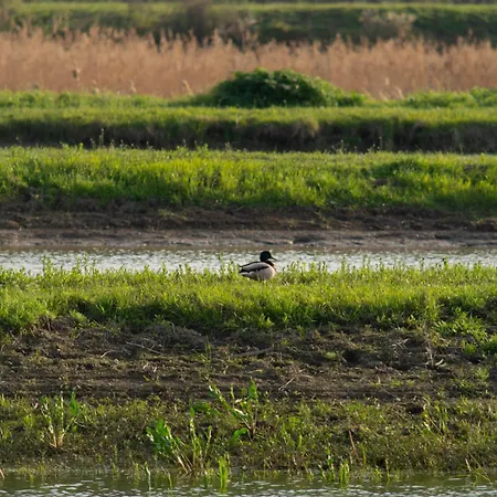 Salas Stankovic Secanj