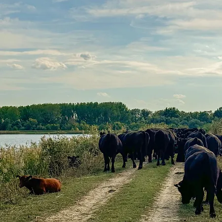 Salas Stankovic Secanj